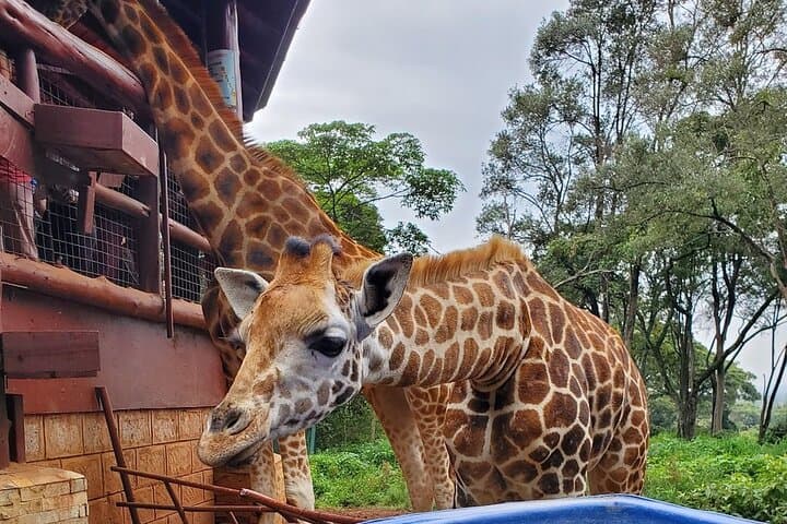 Nairobi Giraffe Centre Tour with Optional Elephant Orphanage Visit