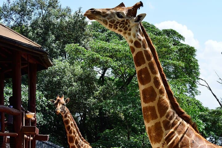 Nairobi Giraffe Centre Tour with Optional Elephant Orphanage Visit photo 3