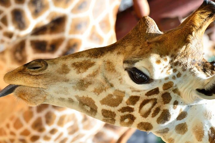 Nairobi Giraffe Centre Tour with Optional Elephant Orphanage Visit photo 5