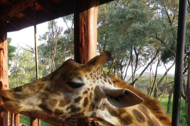 Nairobi Giraffe Centre Tour with Optional Elephant Orphanage Visit photo 6