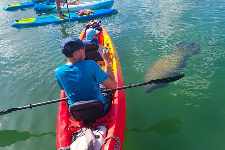 Siesta Key Kayak Tour — Mangrove Tunnels, Manatees & Midnight Pass Sandbar