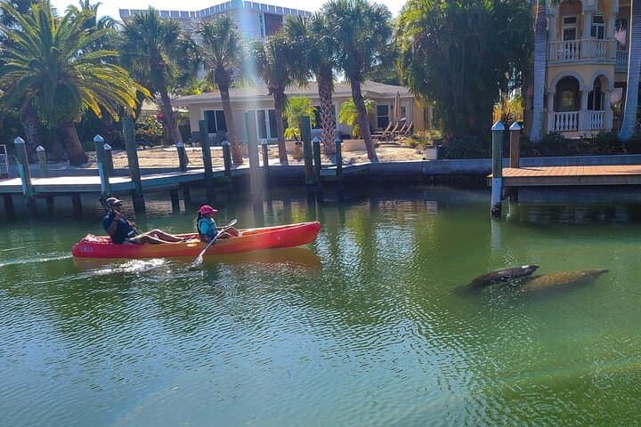 Siesta Key Kayak Tour — Mangrove Tunnels, Manatees & Midnight Pass Sandbar photo 5