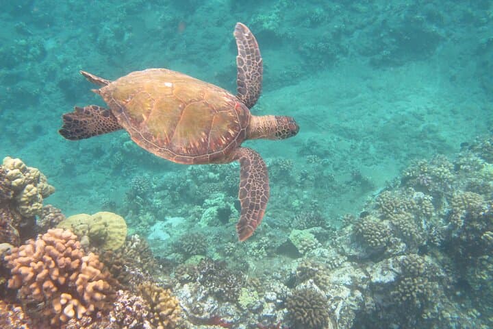 Wailea Hawaiian Canoe Sailing, Snorkel & Turtle-Watching Experience photo 5