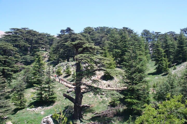 Qadisha Valley, Bcharre & Cedars: Small-Group Day Tour from Beirut photo 5
