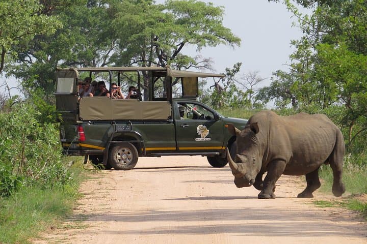 Private Afternoon Safari in Kruger National Park — Big Five, Cheetah & Wild Dogs photo 2
