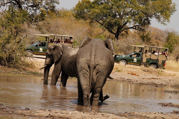 Private Afternoon Safari in Kruger National Park — Big Five, Cheetah & Wild Dogs photo 3