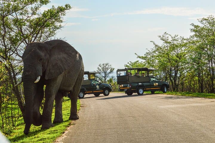 Full-Day Private Safari in Kruger National Park - Big Five Game Drive from Hazyview photo 3