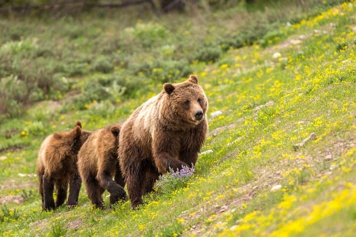 Private Half-Day Grand Teton Tour from Jackson: Wildlife, Peaks & Photo Stops photo 2