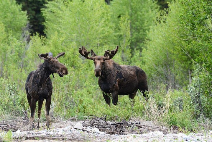 Private Half-Day Grand Teton Tour from Jackson: Wildlife, Peaks & Photo Stops photo 3