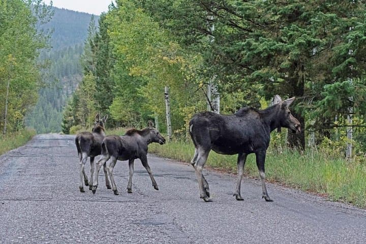Private Grand Teton Full-Day Guided Tour — Wildlife, Geology & Photo Stops photo 4