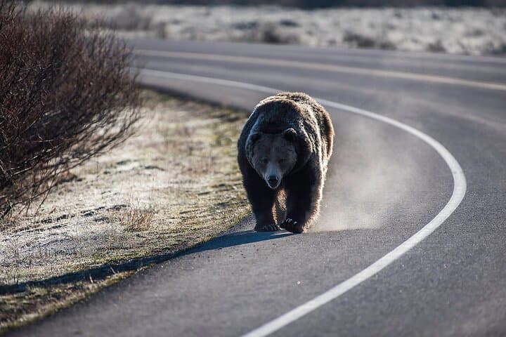 Private Grand Teton Full-Day Guided Tour — Wildlife, Geology & Photo Stops photo 3