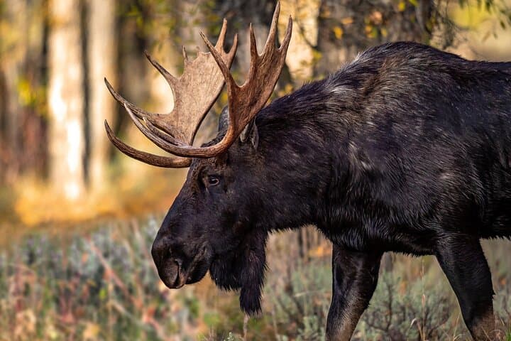Grand Teton National Park Tour from Jackson Hole: Jenny Lake, Mormon Row & Snake River photo 2