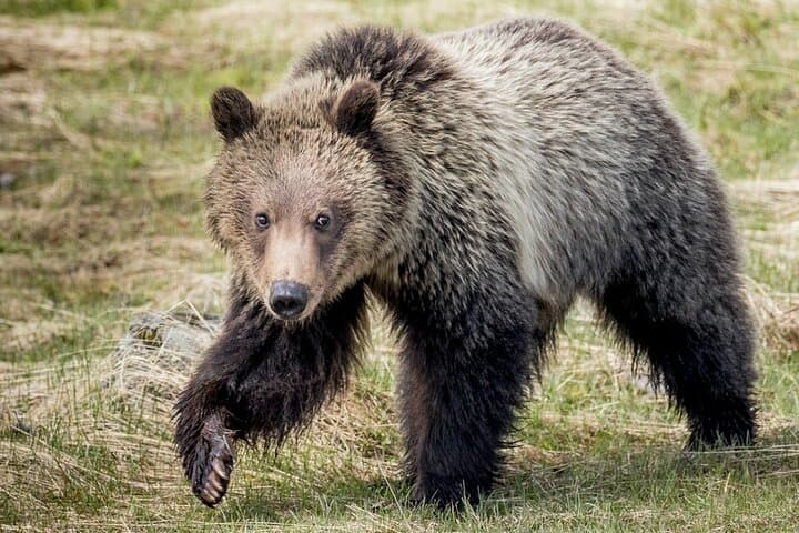 Private Full-Day Yellowstone Tour: Old Faithful, Grand Canyon & Hayden Valley Wildlife photo 2