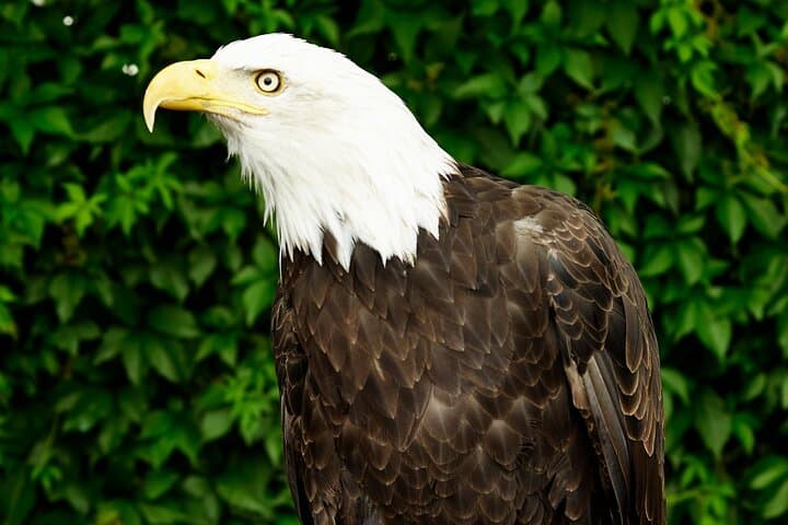 Private Full-Day Yellowstone Tour: Old Faithful, Grand Canyon & Hayden Valley Wildlife photo 3