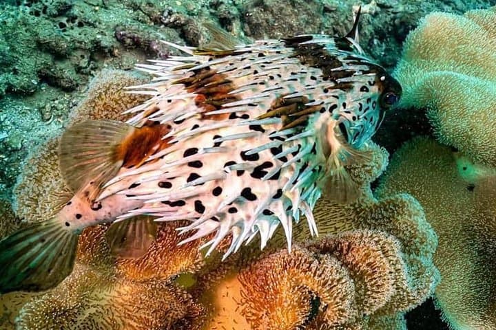 Cham Islands Scuba Diving: Full-Day Coral & Marine Park Tour from Hoi An photo 3