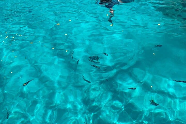 Reef Safari: Snorkel, Fish Feed & Creole BBQ in Sainte Anne Marine Park photo 3