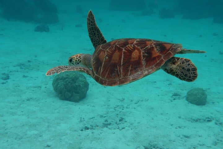 Private Lagoon Tour in Moorea — Snorkel with Rays, Sharks & Turtles photo 4