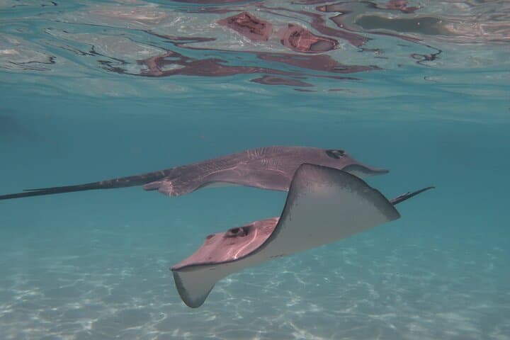 Private Lagoon Tour in Moorea — Snorkel with Rays, Sharks & Turtles