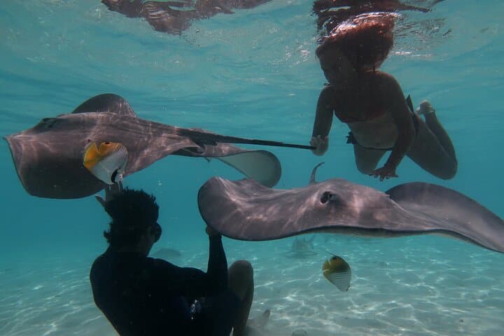Private Lagoon Tour in Moorea — Snorkel with Rays, Sharks & Turtles photo 5