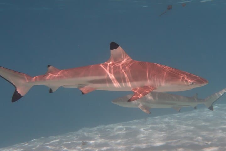 Private Lagoon Tour in Moorea — Snorkel with Rays, Sharks & Turtles photo 6