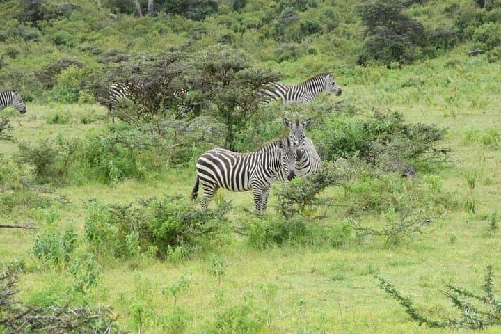 Manyara National Park Day Trip from Arusha — Tree-Climbing Lions & Birdlife Safari photo 2