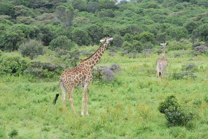 Manyara National Park Day Trip from Arusha — Tree-Climbing Lions & Birdlife Safari photo 3
