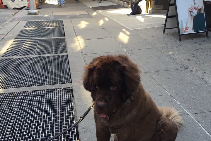Walking Chelsea, Herald Square & Times Square — A 5‑Hour Neighborhood Tour of Manhattan photo 2