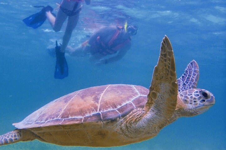 Swim with Marine Turtles in Cancun: Private Snorkel Tour on the Mesoamerican Reef photo 6