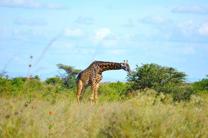 Exploring Nairobi National Park: A Half-Day Safari on the City’s Wild Edge photo 2