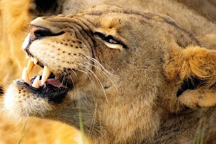 Exploring Nairobi National Park: A Half-Day Safari on the City’s Wild Edge photo 3