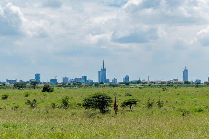 Exploring Nairobi National Park: A Half-Day Safari on the City’s Wild Edge photo 4
