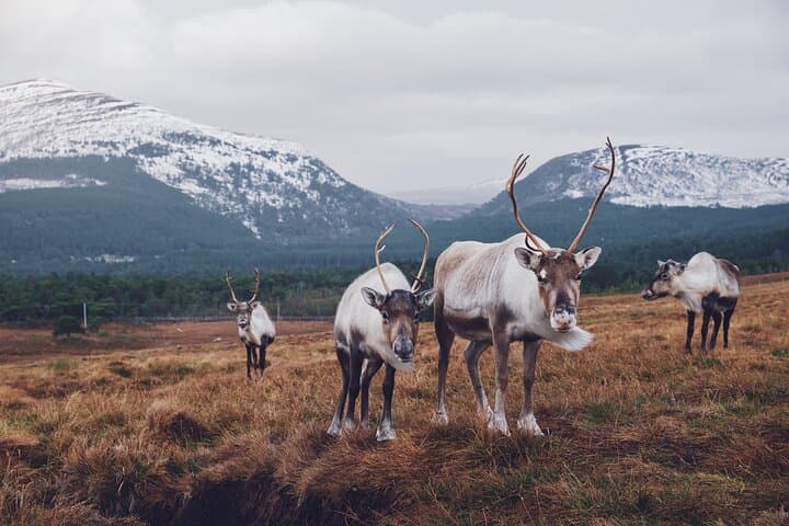 Private Cairngorm National Park Tour from Aviemore — Lochs, Reindeer & Highland History photo 3