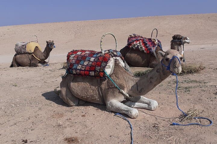 Sunset Camel Ride and Berber Dinner in Agafay Desert photo 2