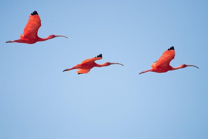 Bundala National Park Day Safari from Colombo — Birds, Elephants & Coastal Lagoons photo 4