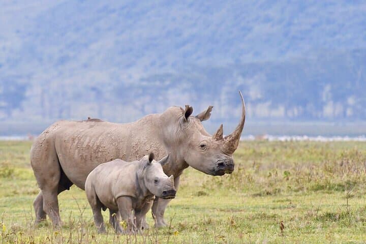 Nairobi National Park: Elephant Orphanage & Giraffe Centre Full-Day Tour photo 2