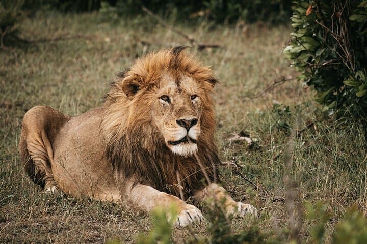 Nairobi National Park: Elephant Orphanage & Giraffe Centre Full-Day Tour photo 3