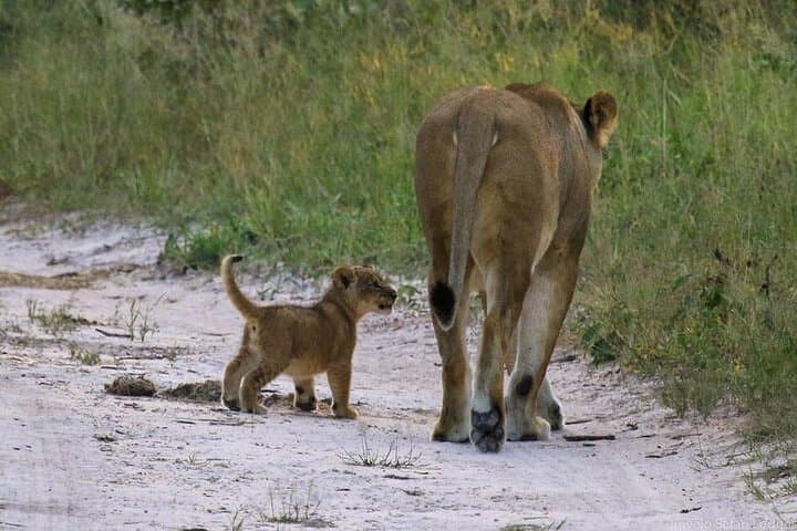 Nairobi National Park: Elephant Orphanage & Giraffe Centre Full-Day Tour photo 6