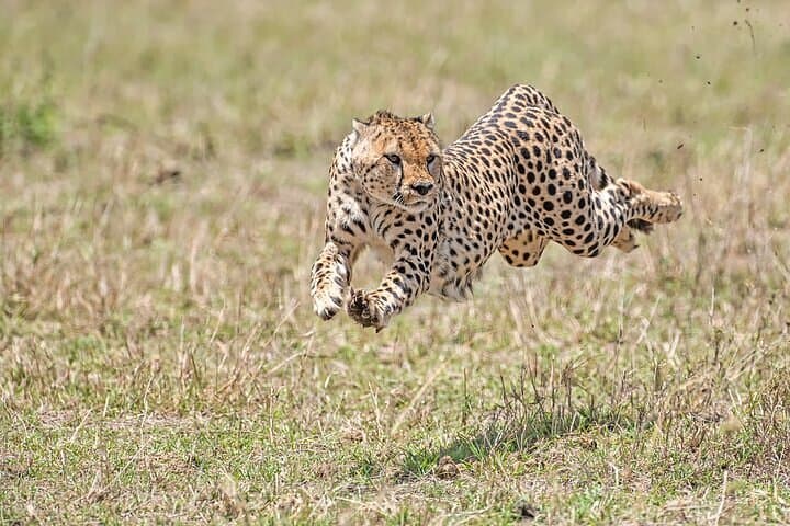 Nairobi National Park: Elephant Orphanage & Giraffe Centre Full-Day Tour photo 5