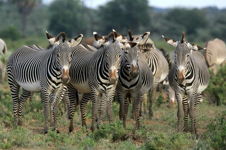 Inside Nairobi National Park: A Half-Day Game Drive Experience on the City’s Wild Edge photo 2
