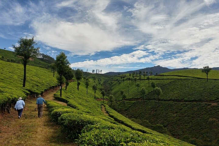 Pedal Green: Munnar Tea Plantation Bicycle Tour photo 6