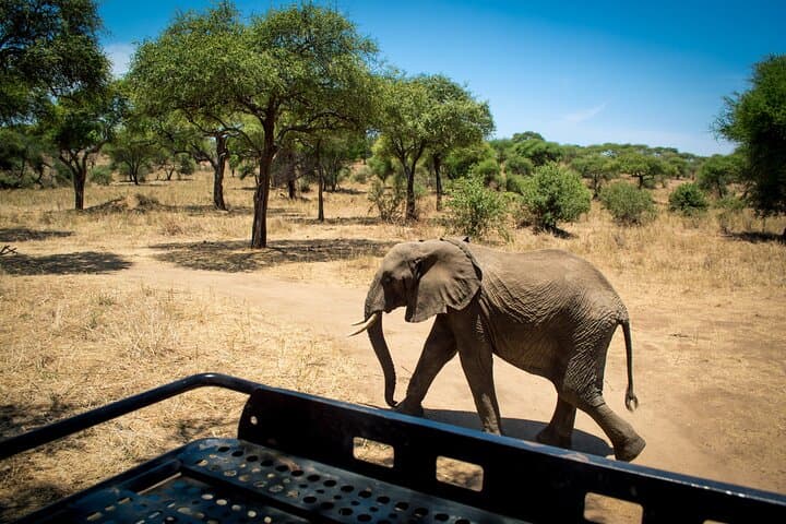 5-Day Great Wildebeest Migration Safari in Tanzania photo 6