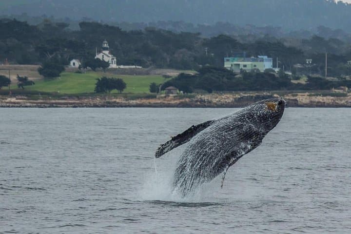 Monterey Bay Afternoon Whale Watch — Small-Boat Marine Life Cruise photo 4