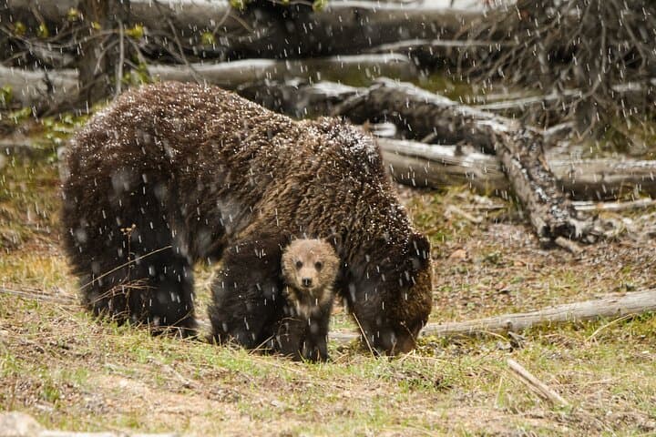 Yellowstone Wildlife and Waterfalls Private Tour from West Yellowstone photo 3