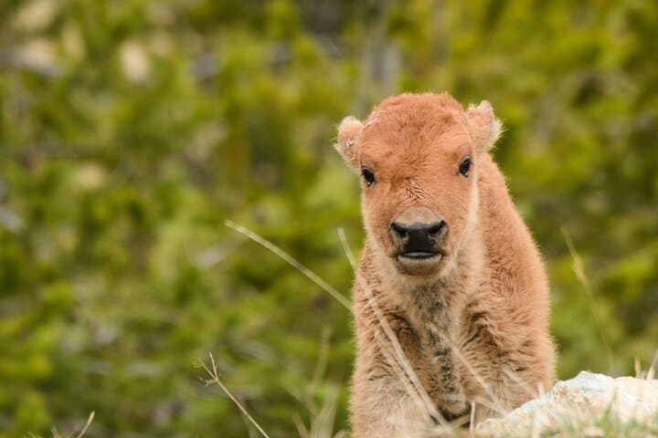 Yellowstone Wildlife and Waterfalls Private Tour from West Yellowstone photo 4
