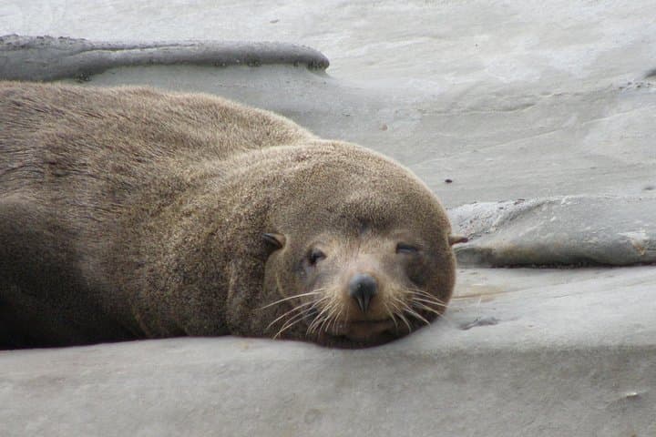 Private South Wairarapa Day Tour: Cape Palliser, Martinborough Wineries & Seal Colony photo 2