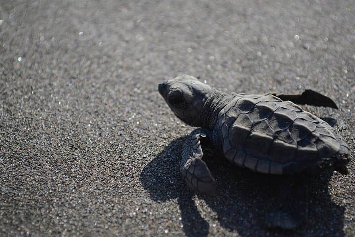 Turtle Nesting Tour from Tamarindo — Night Beach Turtle Watching photo 2