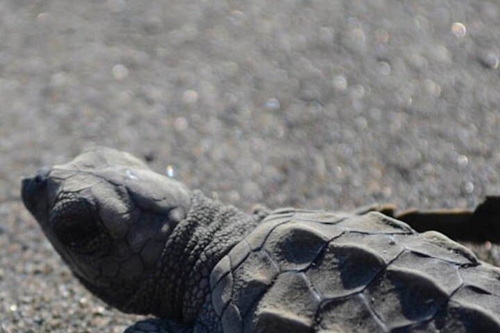 Turtle Nesting Tour from Tamarindo — Night Beach Turtle Watching photo 3