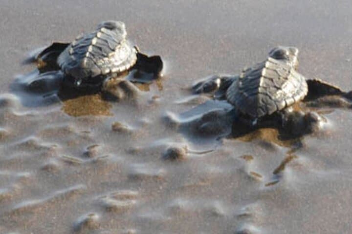 Turtle Nesting Tour from Tamarindo — Night Beach Turtle Watching photo 4