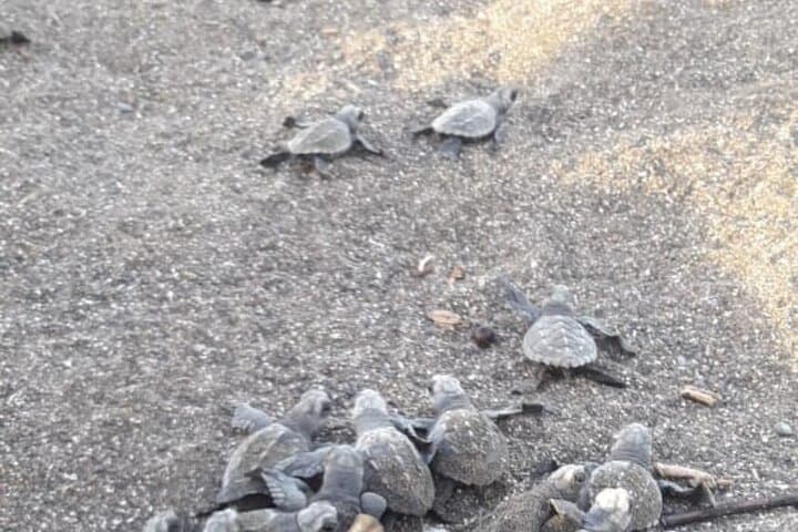 Turtle Nesting Tour from Tamarindo — Night Beach Turtle Watching photo 5