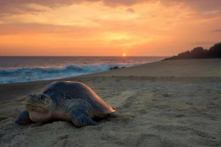 Turtle Nesting Tour from Tamarindo — Night Beach Turtle Watching
